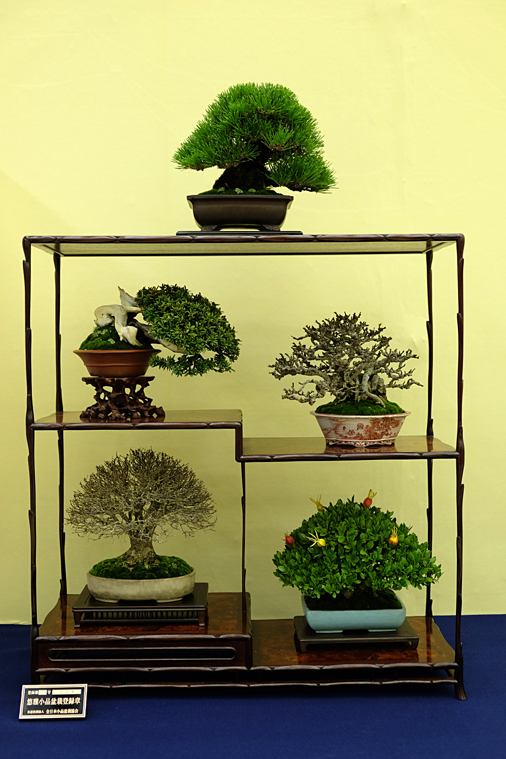 MV Bonsai Club - MVBonsai